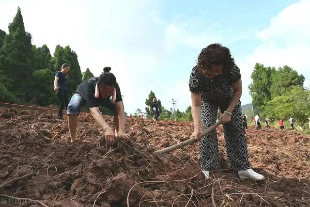 治理撂荒出大招，耕地可发展林果业、建养殖场，农业部已出新规