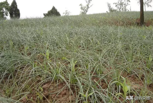 “藠头”怎么种植？掌握这些技术要点，个头大产量高！