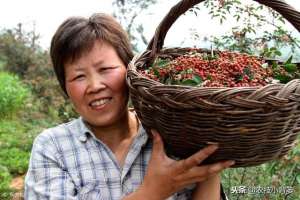 花椒怎么种植方法(要想花椒长得好、产量高，这些种植管理方法不可少)