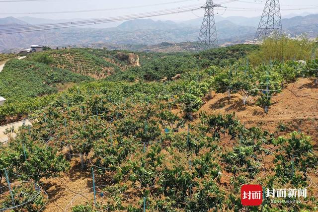 攀枝花芒果进入挂果期 6月就将上市｜寻味乡村里的四川