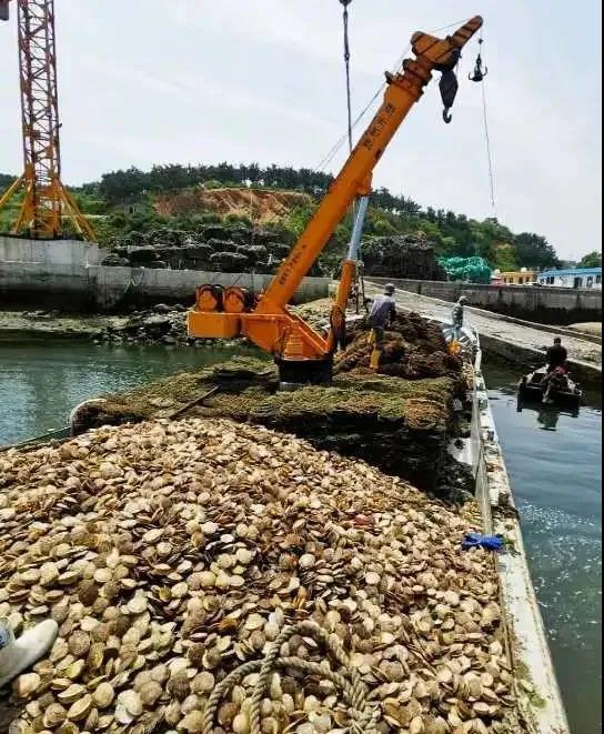 辽宁大连长海县：扇贝养殖带动海岛村民致富