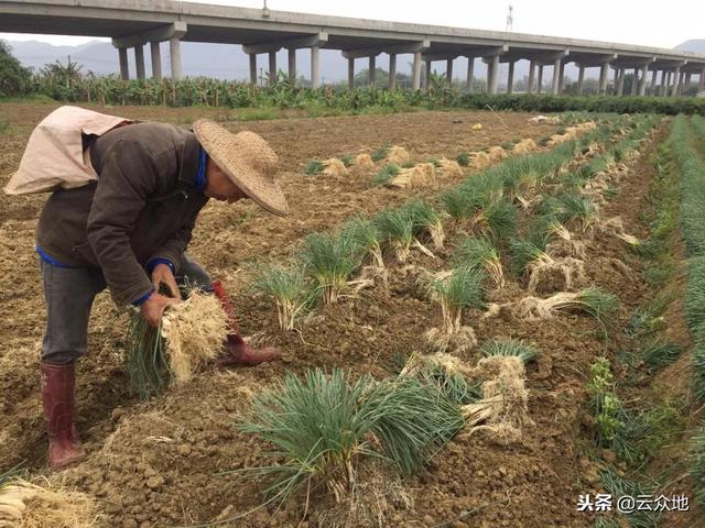 “藠头”怎么种植？掌握这些技术要点，个头大产量高！