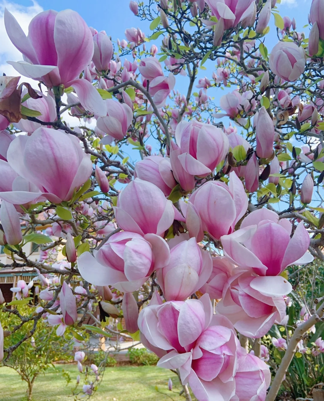 10种花草，漂亮又耐寒，高低错落，适合北方小院