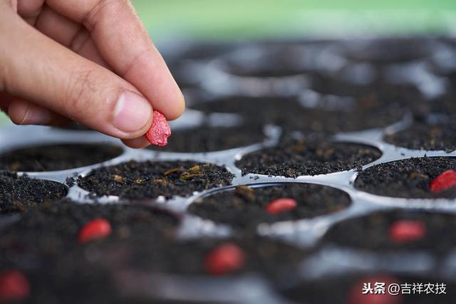 露地蔬菜病虫害发生特点，及综合防治措施，种植人员不妨一看！