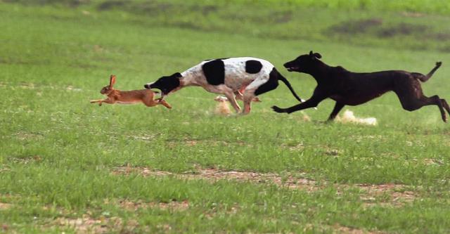 中国十大犬种之山东细犬