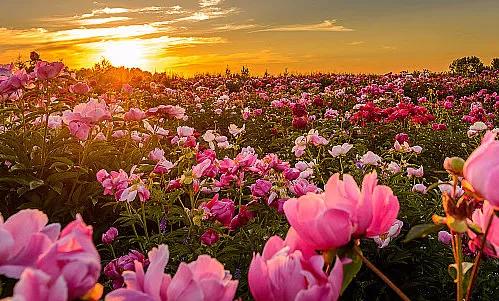 花世界也疯狂! “芍药种植”引领农业暴利潮流!