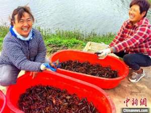 江苏最大养殖基地(江苏睢宁：“稻虾种养循环”蹚出生态致富路)