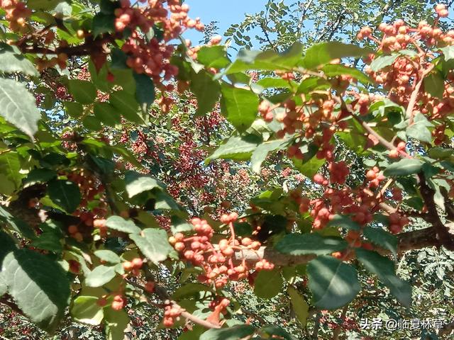 走进林草科技 共建美好家园——临夏州林草局花椒栽培管理技术要点