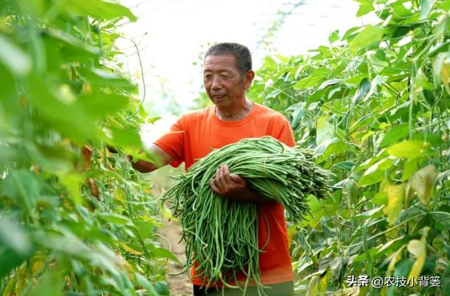 怎样才能种出高产优质的好豆角？记住这4个种植管理技巧