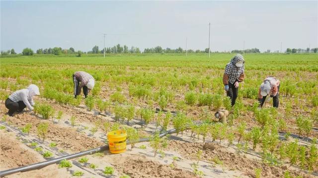 奈曼旗：特色种植成为农户增收的“硬核”