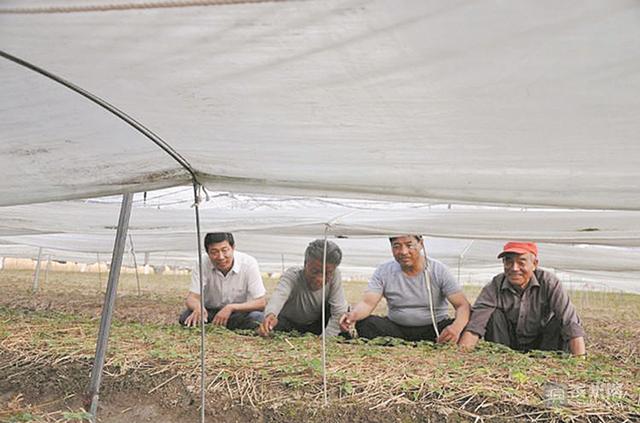 博兴曹王闫厨村建成滨州市首个富养人参种植基地