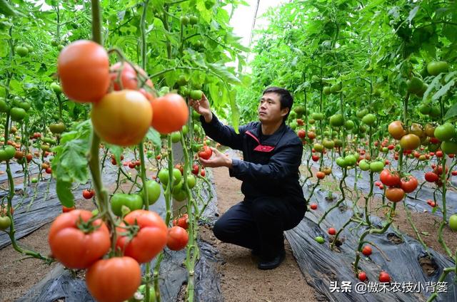 如何种好秋冬茬西红柿？这篇文章告诉你种植技巧