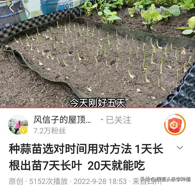 密封阳台上的大蒜种植记录