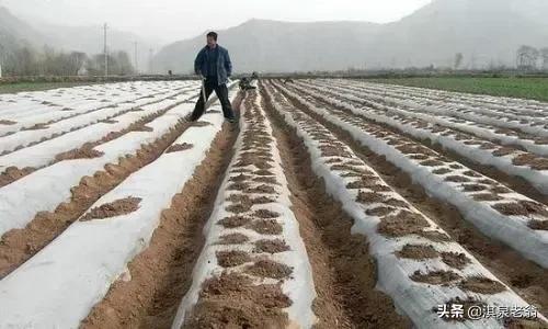 在马铃薯地膜种植中不可忽视的技术措施