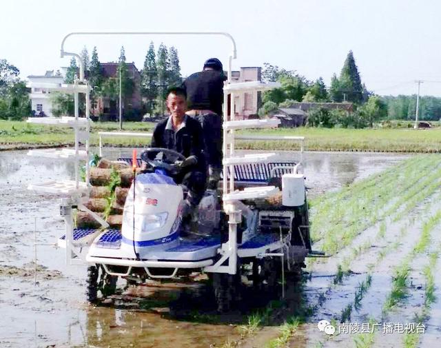 南陵有家专业合作社，开辟了自己的天地