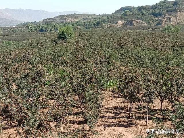 走进林草科技 共建美好家园——临夏州林草局花椒栽培管理技术要点