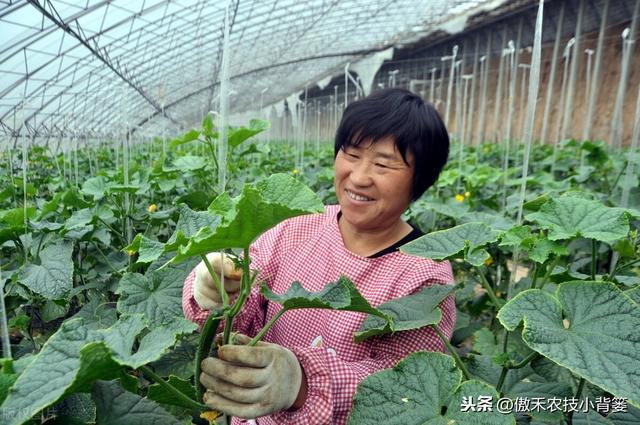 冬季大棚蔬菜要高产，通风、保温、控湿、补光四项管理是关键