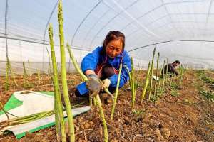 滁州养殖场(安徽全椒：“金蝉芦笋”迎丰收)