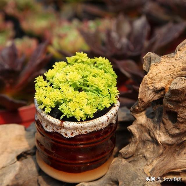 招财纳福的黄金草多肉植物，遇到徒长不用慌！几个步骤养回高颜值