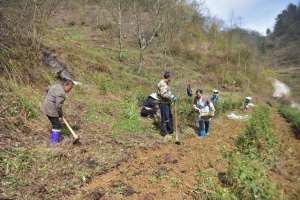 中药材规模化种植(百里杜鹃仁和乡：中药材种植走出乡村振兴特色路)