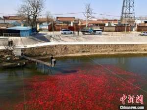 大头鱼养殖基地(“水上春耕”正当时：河北三河小金鱼助农增收致富)