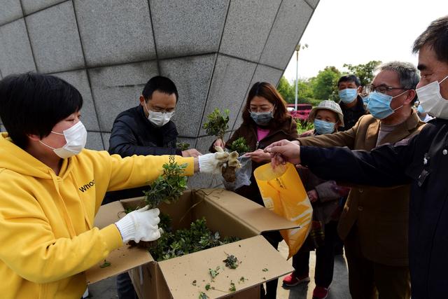 今天你领到市花杜鹃了吗？专业人士教你怎么种好它