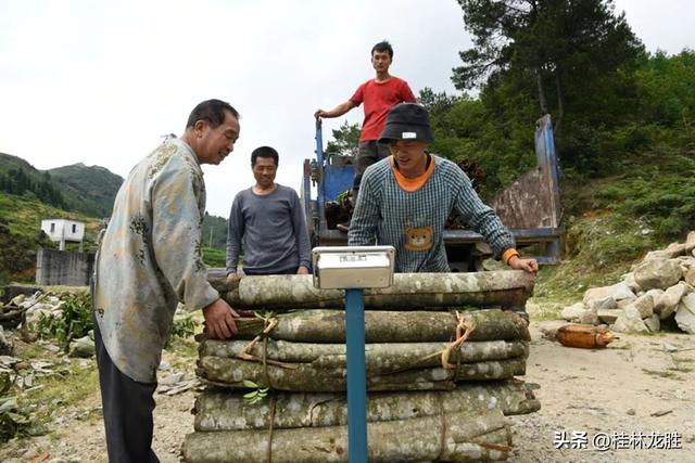 龙胜伟江：厚朴成林迎丰收