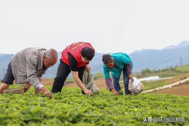 岑巩：太子参种植管护忙