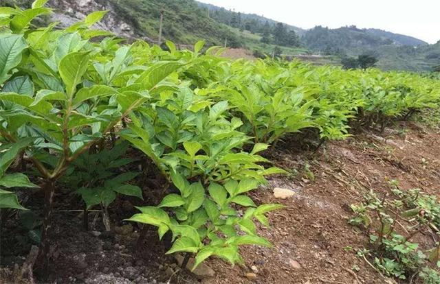 魔芋的田间管理技术