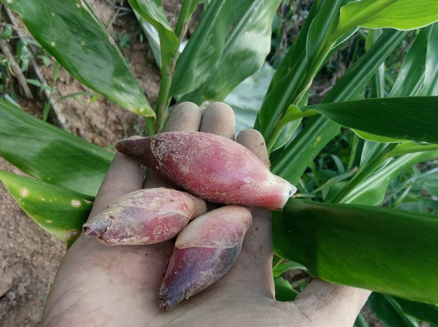 从野生到人工种植，懒人菜阳荷的市场发展前景及种植方法