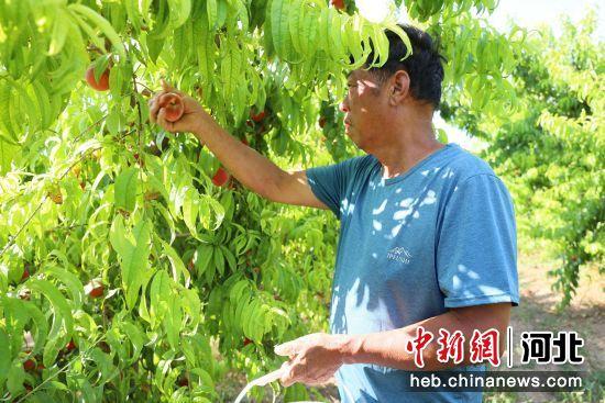 河北南宫：满园飘果香 夏日采收忙