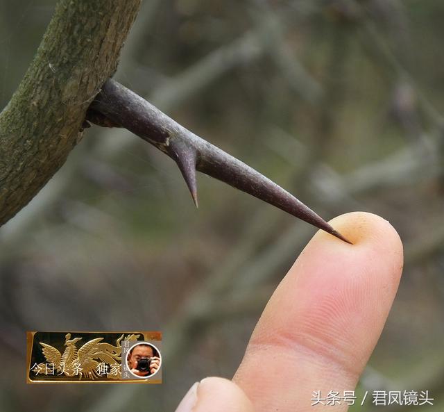 摄影师走乡村：农民栽植的皂角树，浑身长刺！皂角刺是抗癌中药！