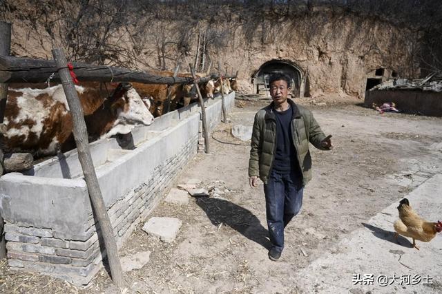 山西男子靠两头牛发家，每年有半年放山上散养，母牛自己生牛犊