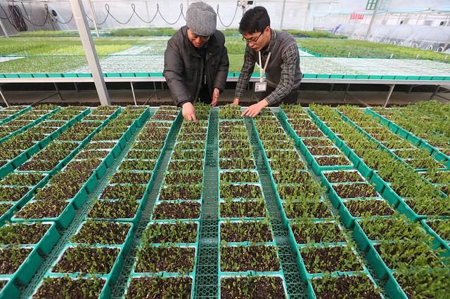 豌豆芽菜味道好，生长快，4步就能完成豌豆芽菜培育工作