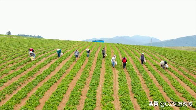 岑巩：太子参种植管护忙