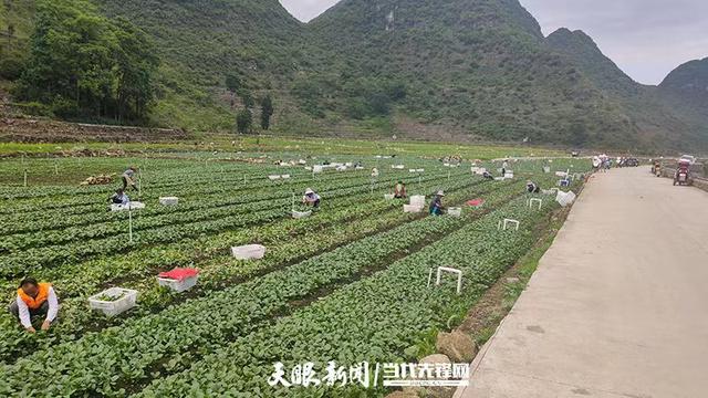 黔西南：果甜茶香蔬鲜丰收忙