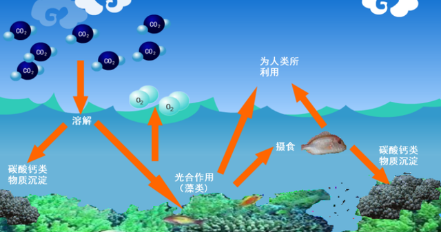 现代海水养殖模式——在海洋中“放牧”