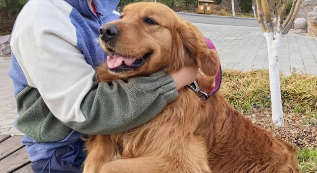 如何搞定一条大马犬，狸花猫有经验，绝对实力面前，要学会不要脸