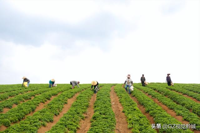 岑巩：太子参种植管护忙