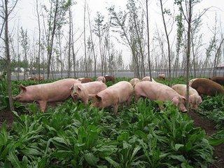 瞿卫国：适合广泛栽培用作牛羊的饲草——多年生黑麦草