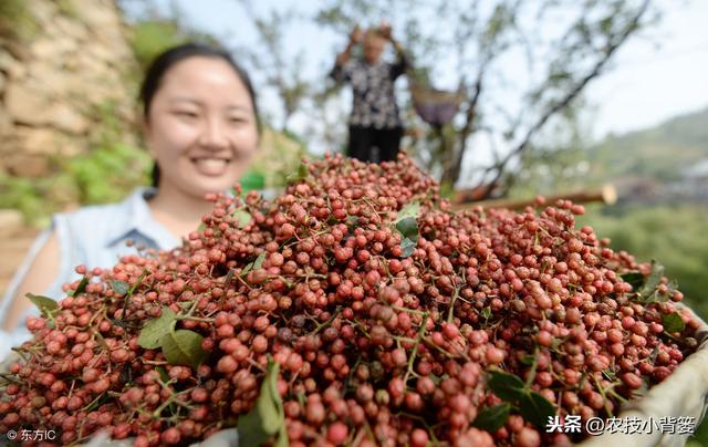 要想花椒长得好、产量高，这些种植管理方法不可少！