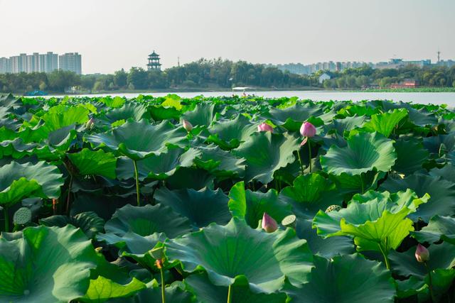 周末哪里玩！你知道沧州这个地方藏着华北地区县级城市中最大的淡水型公园吗？