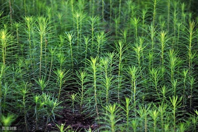 松树造林育苗栽培管理技术，掌握正确种植方法，提高树木的成活率