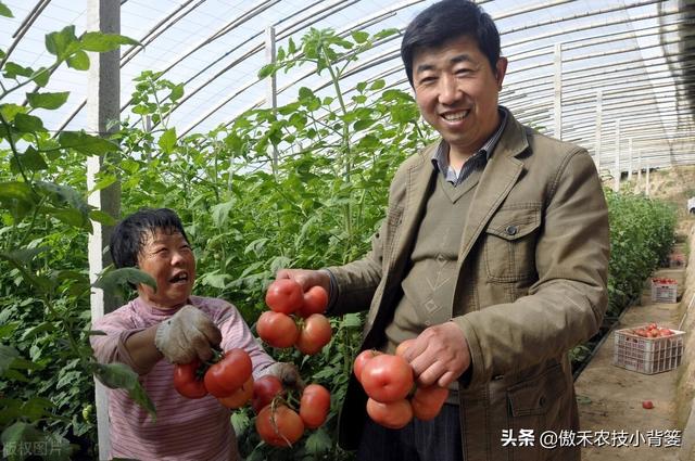 如何种好秋冬茬西红柿？这篇文章告诉你种植技巧