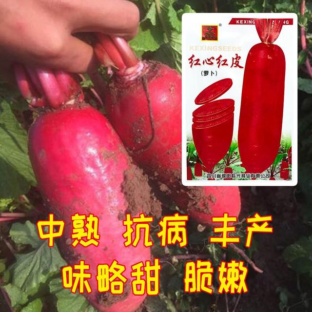 这两款萝卜种，极具特色！外观亮丽，口感甜脆！农户试种下