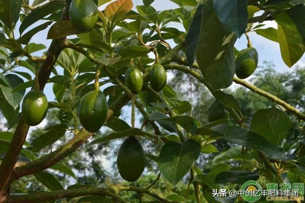 浅谈牛油果高产栽培技术及病虫害防治方法