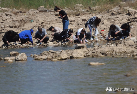 水塘里的1种野味，全身十分之一能吃，过去两毛1斤，如今一斤难求