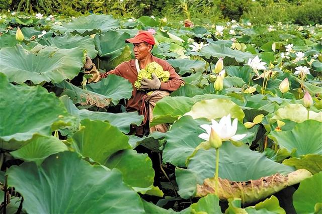 澄海溪南梅仙园莲子种植基地百亩荷塘喜迎丰收