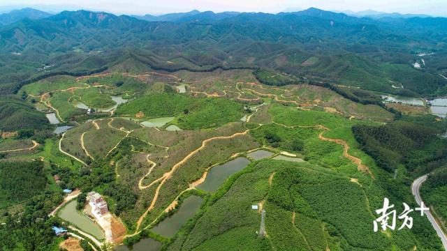 桉树林变身特色经济林，高明山林既有颜值又能惠民