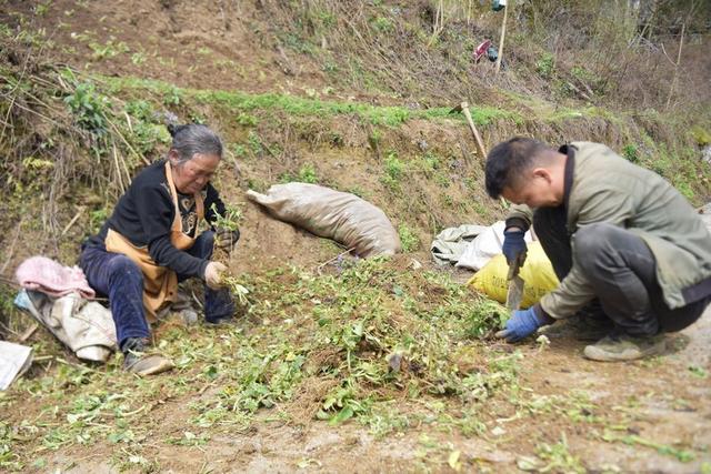 百里杜鹃仁和乡：中药材种植走出乡村振兴特色路